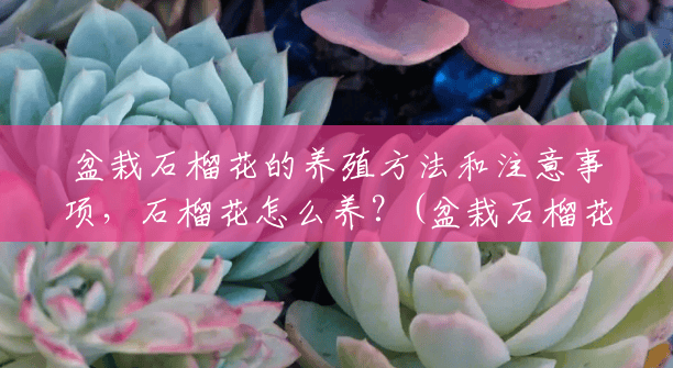 盆栽石榴花的养殖方法和注意事项,石榴花怎么养?(盆栽石榴花的养殖方法是什么呢) 盆栽石榴花的养殖方法和注意事项,石榴花怎么养?(盆栽石榴花的养殖方法是什么呢)
