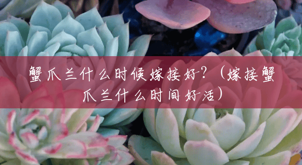 蟹爪兰什么时候嫁接好?(嫁接蟹爪兰什么时间好活) 蟹爪兰什么时候嫁接好?(嫁接蟹爪兰什么时间好活)
