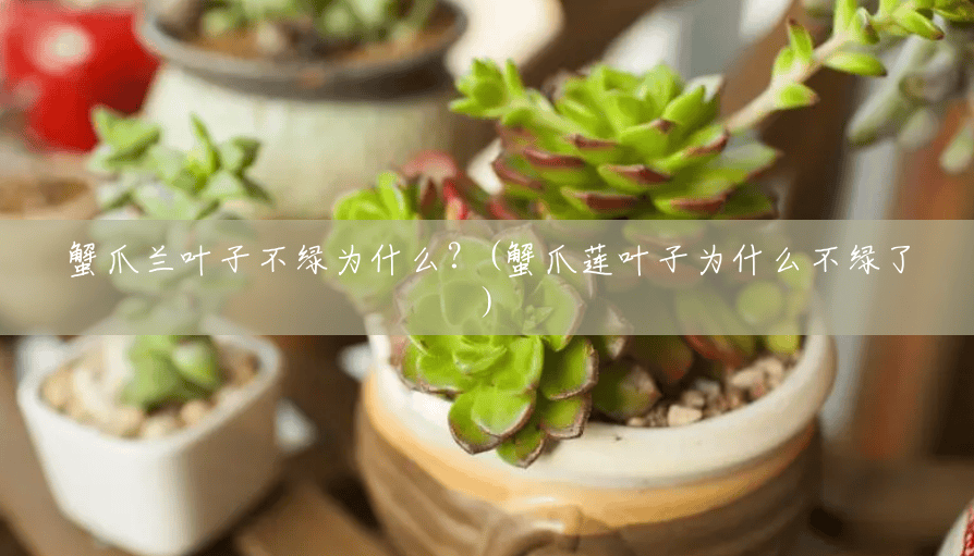 蟹爪兰叶子不绿为什么？(蟹爪莲叶子为什么不绿了)