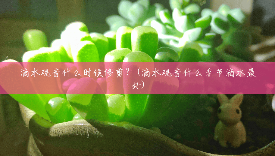 滴水观音什么时候修剪?(滴水观音什么季节滴水最好) 滴水观音什么时候修剪?(滴水观音什么季节滴水最好)