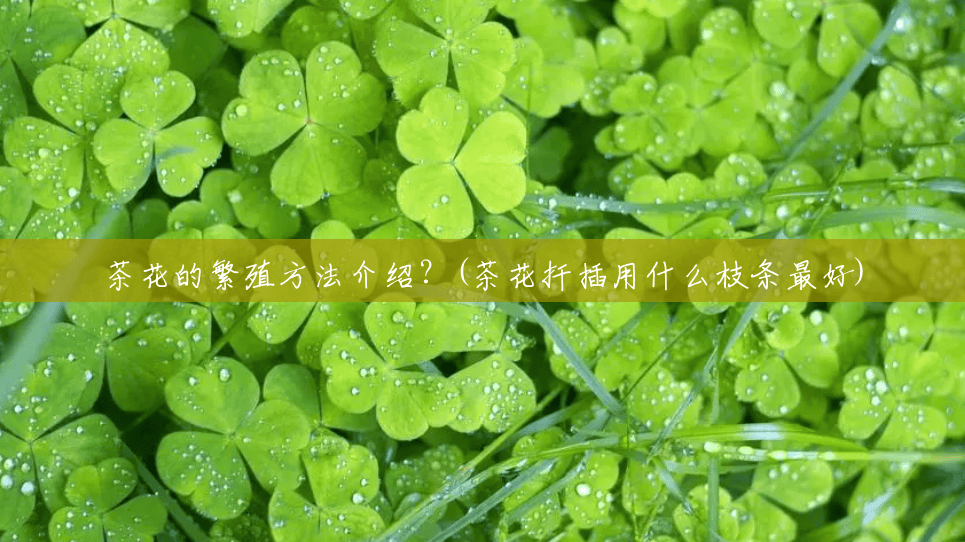 茶花的繁殖方法介绍?(茶花扦插用什么枝条最好) 茶花的繁殖方法介绍?(茶花扦插用什么枝条最好)
