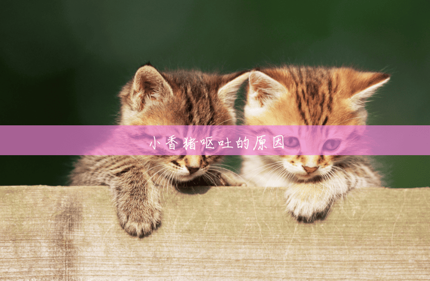 小香猪呕吐的原因 小香猪呕吐的原因