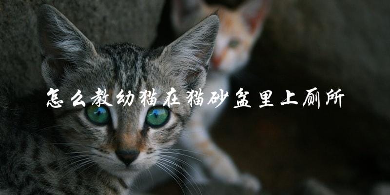 如何训练幼猫使用猫砂盆上厕所? 如何训练幼猫使用猫砂盆上厕所?
