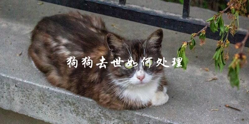 如何处理狗狗去世的情况? 如何处理狗狗去世的情况?