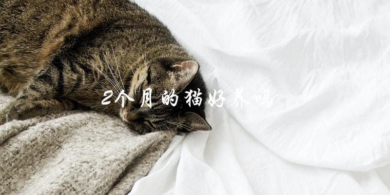 2个月大的猫咪容易养吗? 2个月大的猫咪容易养吗?