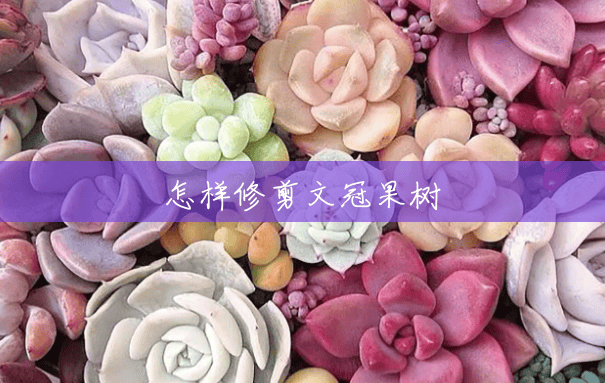 怎样修剪文冠果树 怎样修剪文冠果树