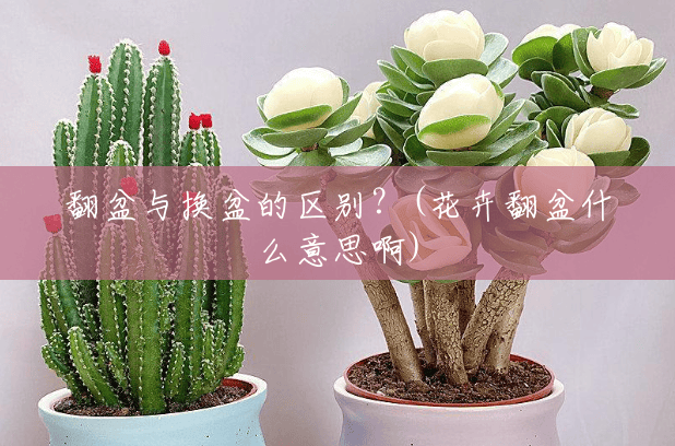 翻盆与换盆的区别？(花卉翻盆什么意思啊)