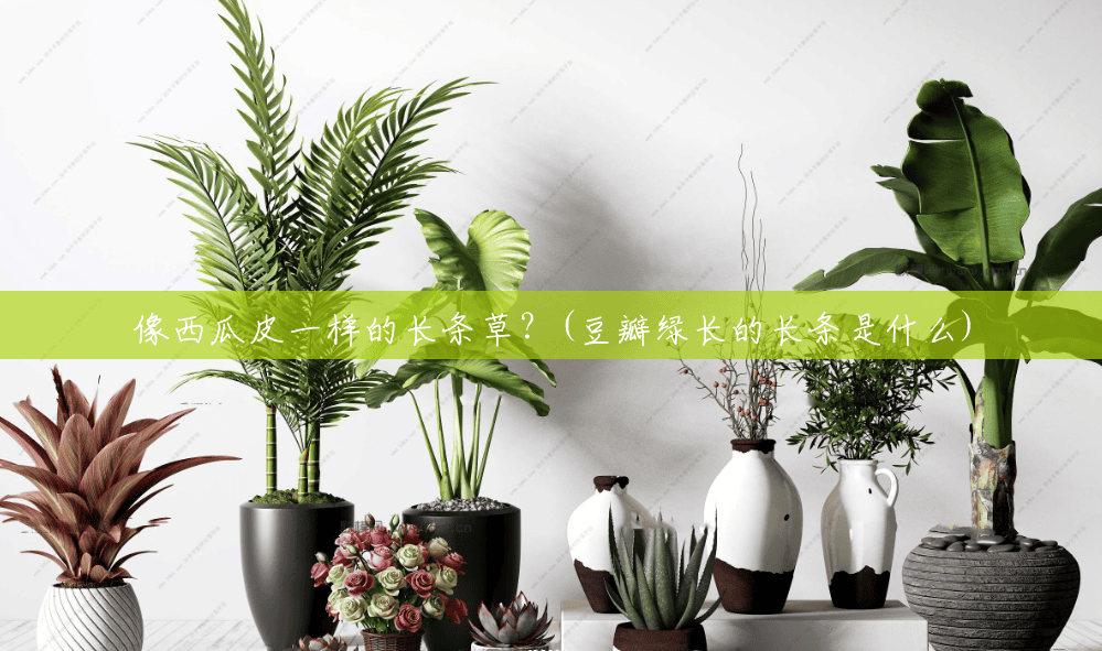 像西瓜皮一样的长条草？(豆瓣绿长的长条是什么)