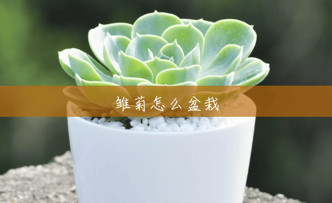 雏菊怎么盆栽 雏菊怎么盆栽