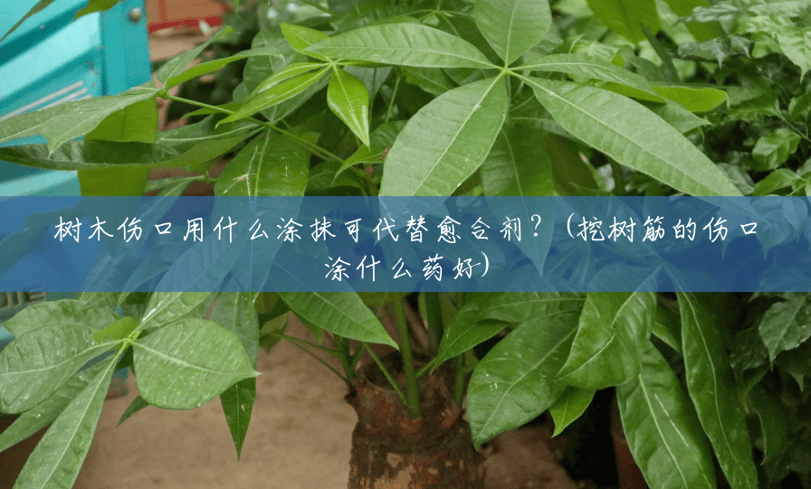 树木伤口用什么涂抹可代替愈合剂?(挖树筋的伤口涂什么药好) 树木伤口用什么涂抹可代替愈合剂?(挖树筋的伤口涂什么药好)