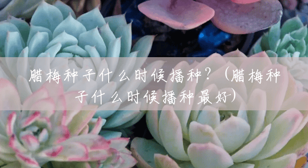 腊梅种子什么时候播种?(腊梅种子什么时候播种最好) 腊梅种子什么时候播种?(腊梅种子什么时候播种最好)