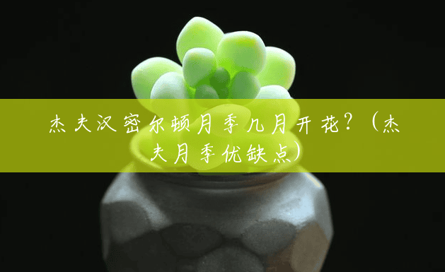 杰夫汉密尔顿月季几月开花？(杰夫月季优缺点)