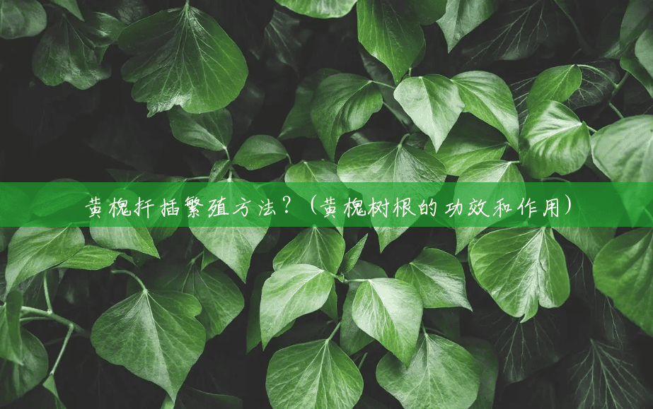 黄槐扦插繁殖方法?(黄槐树根的功效和作用) 黄槐扦插繁殖方法?(黄槐树根的功效和作用)
