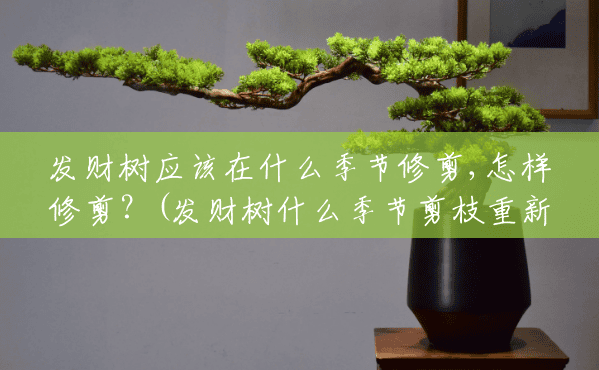 发财树应该在什么季节修剪,怎样修剪?(发财树什么季节剪枝重新发芽最好) 发财树应该在什么季节修剪,怎样修剪?(发财树什么季节剪枝重新发芽最好)