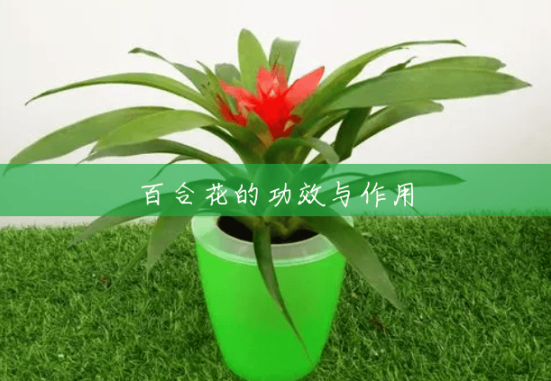 百合花的功效与作用 百合花的功效与作用