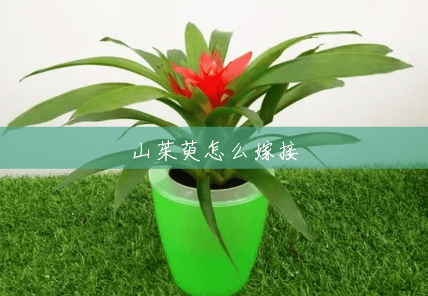 山茱萸怎么嫁接 山茱萸怎么嫁接