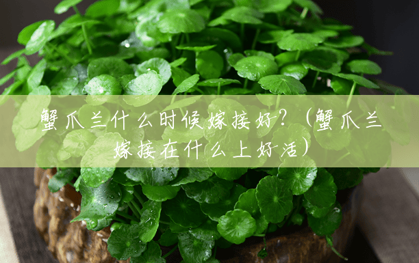 蟹爪兰什么时候嫁接好?(蟹爪兰嫁接在什么上好活) 蟹爪兰什么时候嫁接好?(蟹爪兰嫁接在什么上好活)