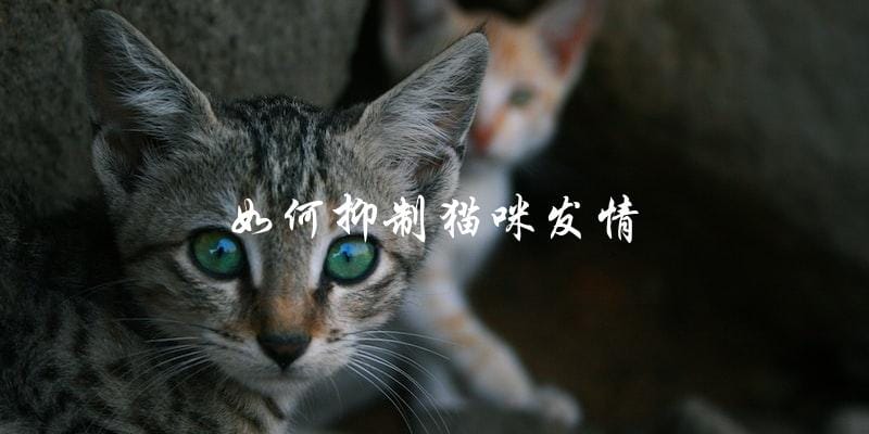 如何有效地抑制猫咪的发情行为? 如何有效地抑制猫咪的发情行为?