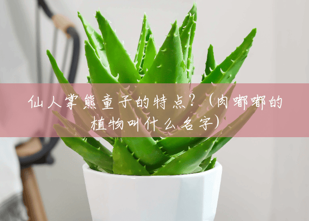 仙人掌熊童子的特点?(肉嘟嘟的植物叫什么名字) 仙人掌熊童子的特点?(肉嘟嘟的植物叫什么名字)