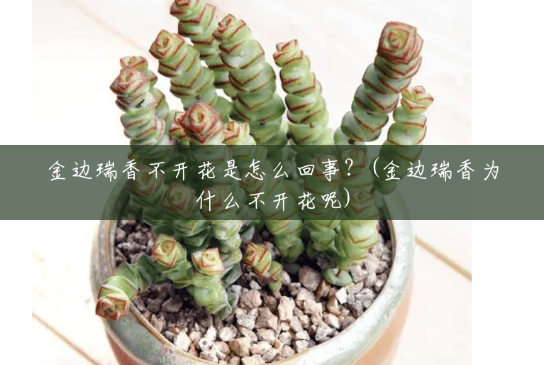 金边瑞香不开花是怎么回事?(金边瑞香为什么不开花呢) 金边瑞香不开花是怎么回事?(金边瑞香为什么不开花呢)