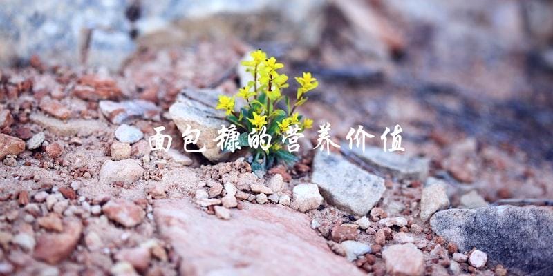 面包糠的营养价值 面包糠的营养价值