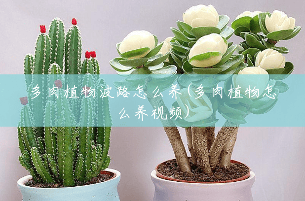多肉植物波路怎么养(多肉植物怎么养视频)