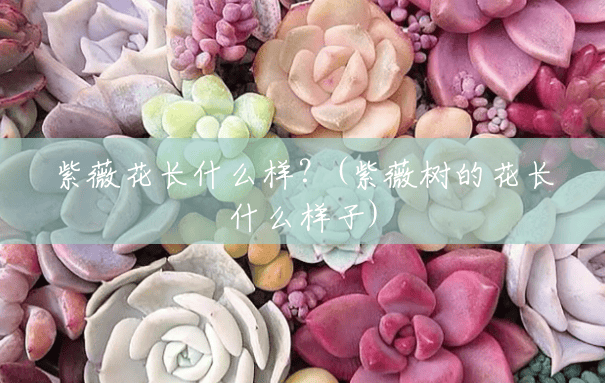 紫薇花长什么样?(紫薇树的花长什么样子) 紫薇花长什么样?(紫薇树的花长什么样子)