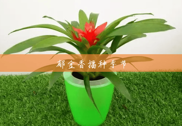 郁金香播种季节