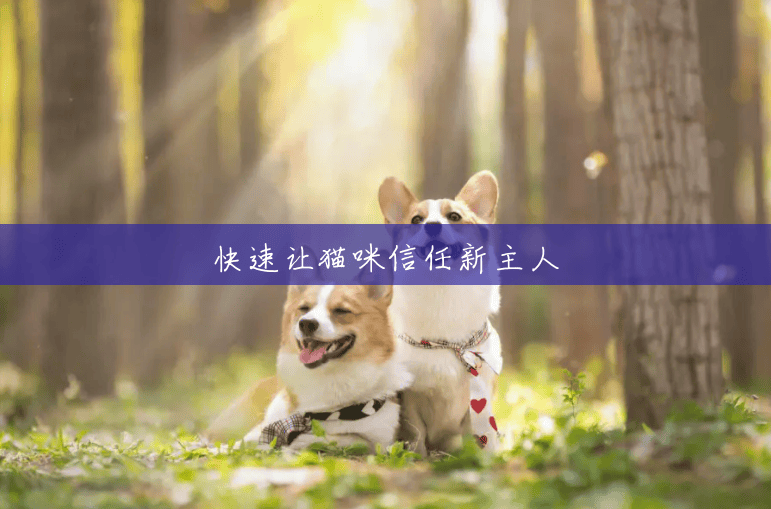快速让猫咪信任新主人 快速让猫咪信任新主人