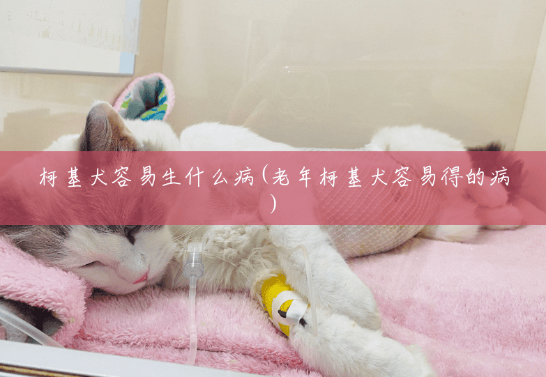柯基犬容易生什么病(老年柯基犬容易得的病) 柯基犬容易生什么病(老年柯基犬容易得的病)