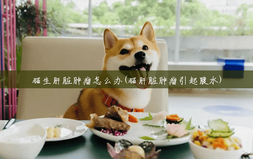 猫生肝脏肿瘤怎么办(猫肝脏肿瘤引起腹水)