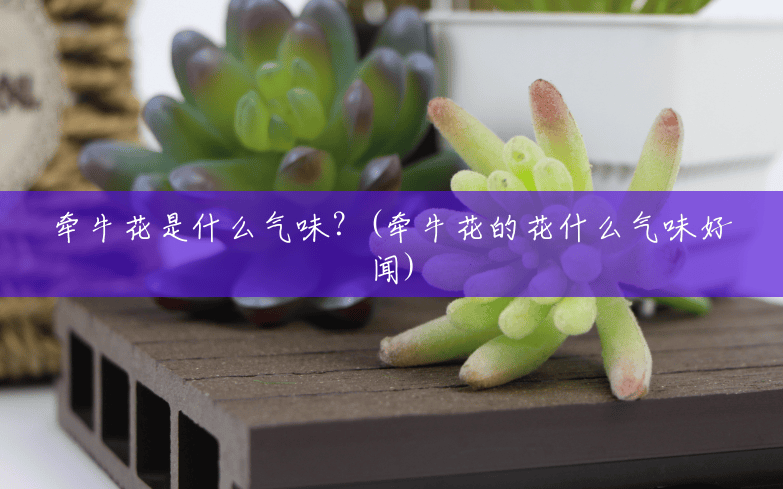 牵牛花是什么气味?(牵牛花的花什么气味好闻) 牵牛花是什么气味?(牵牛花的花什么气味好闻)