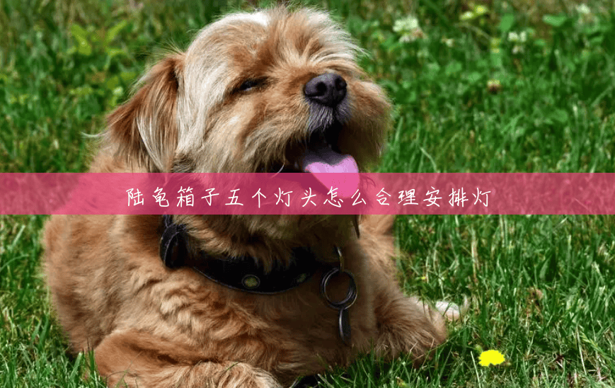 陆龟箱子五个灯头怎么合理安排灯 陆龟箱子五个灯头怎么合理安排灯
