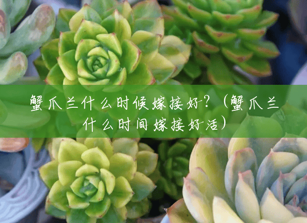 蟹爪兰什么时候嫁接好?(蟹爪兰什么时间嫁接好活) 蟹爪兰什么时候嫁接好?(蟹爪兰什么时间嫁接好活)