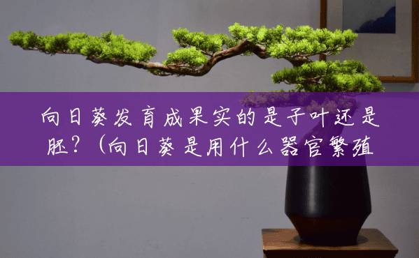 向日葵发育成果实的是子叶还是胚?(向日葵是用什么器官繁殖的) 向日葵发育成果实的是子叶还是胚?(向日葵是用什么器官繁殖的)