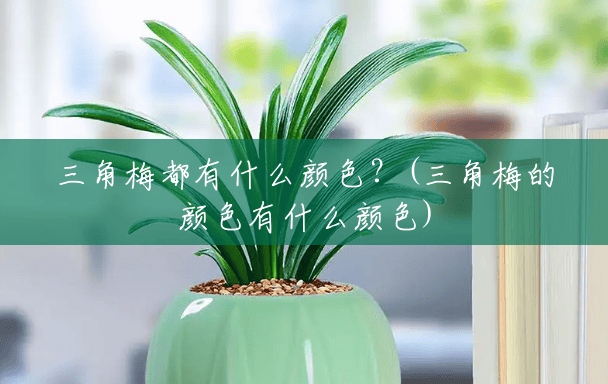 三角梅都有什么颜色?(三角梅的颜色有什么颜色) 三角梅都有什么颜色?(三角梅的颜色有什么颜色)