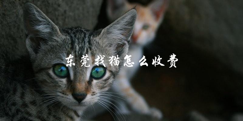 寻找东莞走失猫咪的服务收费标准是怎样的？
