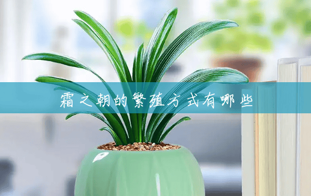 霜之朝的繁殖方式有哪些