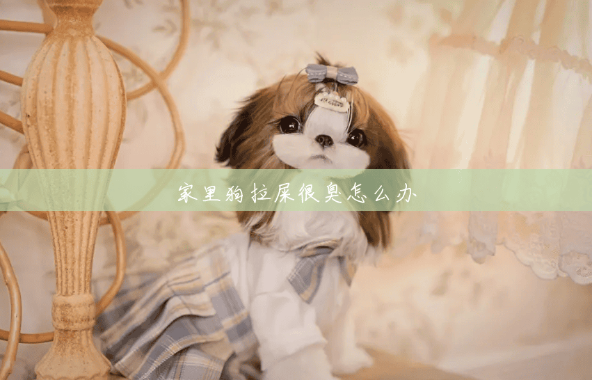家里狗拉屎很臭怎么办 家里狗拉屎很臭怎么办