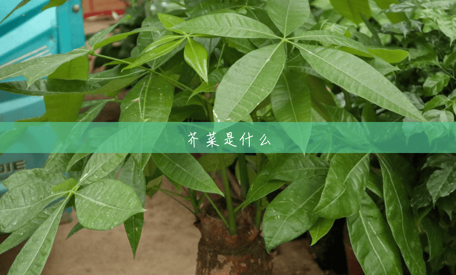 芥菜是什么 芥菜是什么