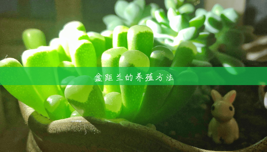 盆距兰的养殖方法 盆距兰的养殖方法