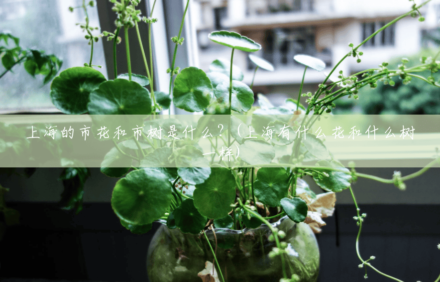 上海的市花和市树是什么？(上海有什么花和什么树一样)