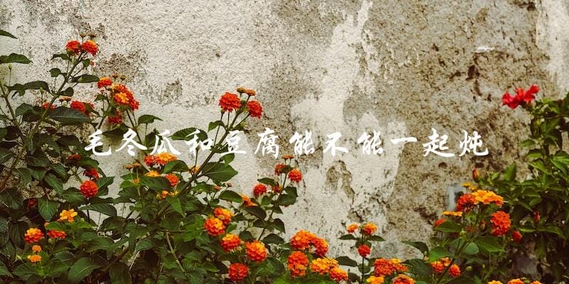 毛冬瓜与豆腐可否共同炖煮? 毛冬瓜与豆腐可否共同炖煮?