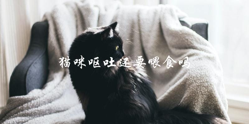猫咪呕吐后还需要继续喂食吗? 猫咪呕吐后还需要继续喂食吗?