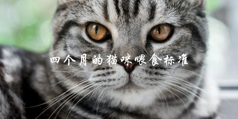 四个月的猫咪应该如何喂食? 四个月的猫咪应该如何喂食?