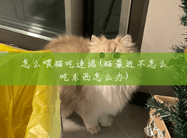 怎么喂猫吃速诺(猫最近不怎么吃东西怎么办)