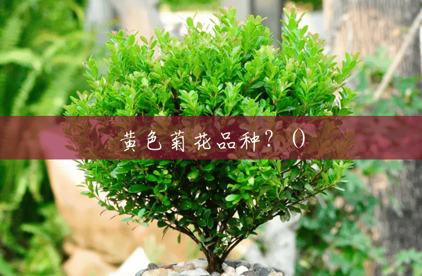黄色菊花品种?() 黄色菊花品种?()