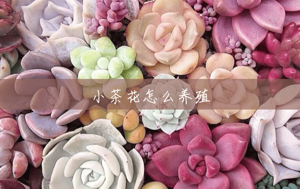 小茶花怎么养殖 小茶花怎么养殖
