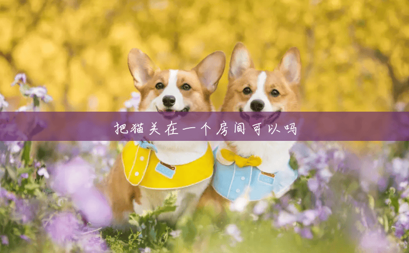 把猫关在一个房间可以吗 把猫关在一个房间可以吗