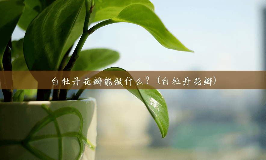 白牡丹花瓣能做什么？(白牡丹花瓣)